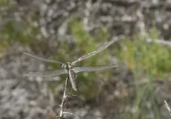 Comanche Skimmer thumbnail 4