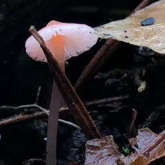 Scarlet Bonnet thumbnail 2