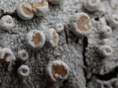 Smooth Saucer Lichen thumbnail 3