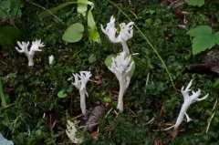 Clavulina sphaeropedunculata thumbnail 2