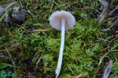 Entoloma subochraceum thumbnail 3