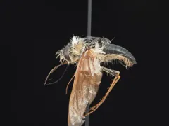 Anastoechus melanohalteralis thumbnail 1