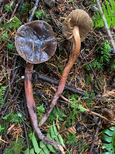 Phaeocollybia spadicea