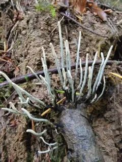 Xylaria filiformis thumbnail 3