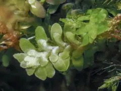 Yew-leaved Earwort thumbnail 4