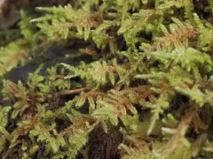 Brotherella canadensis thumbnail 4