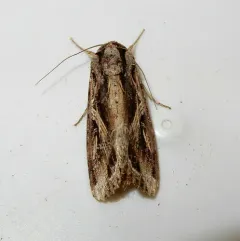 Sweet Potato Armyworm Moth thumbnail 4