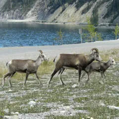 Thinhorn Sheep thumbnail 4