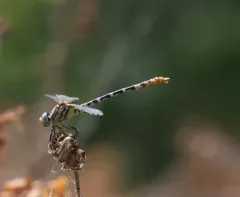White-belted Ringtail thumbnail 3