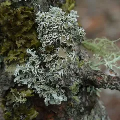 American Starburst Lichen thumbnail 4