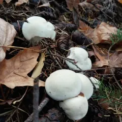 Large White Leucopax thumbnail 3