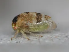Cyrtolobus maculifrontis thumbnail 3