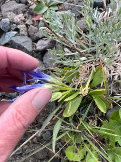 perennial fringed gentian thumbnail 3