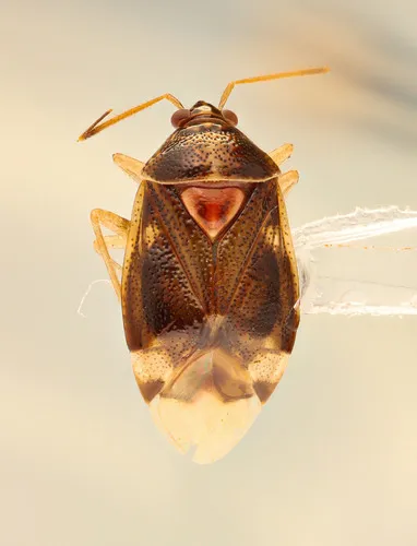Deraeocoris quercicola