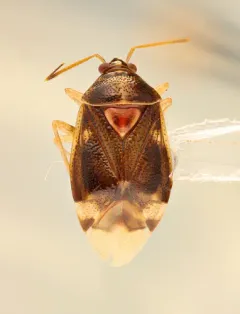 Deraeocoris quercicola thumbnail 1
