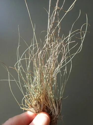 pinewoods needle grass