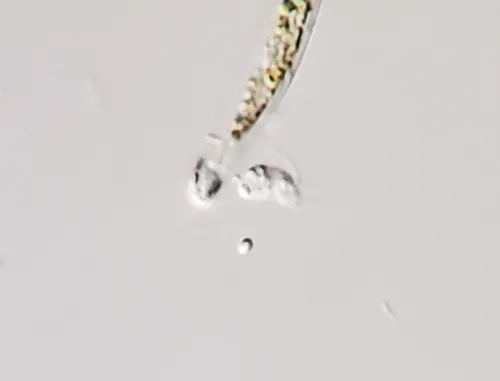 Rhynchomonas nasuta