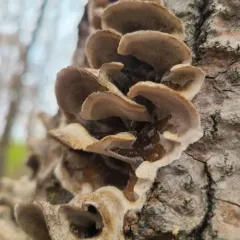 Smoky polypore thumbnail 2