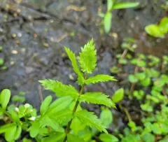 cutleaf water parsnip thumbnail 4