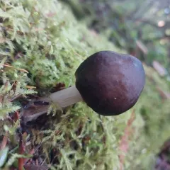 Western Deer Mushroom thumbnail 4