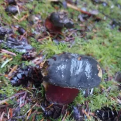 Zeller's bolete thumbnail 4