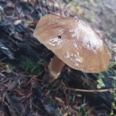 Armillaria nabsnona thumbnail 3