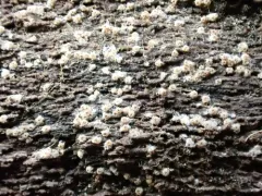 Nectriopsis oropensoides thumbnail 3