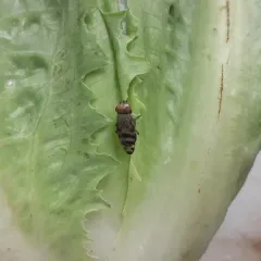 Narrow-Banded Picture-Winged Fly thumbnail 3