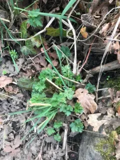 hairy buttercup thumbnail 3