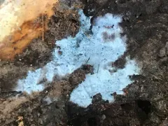 Byssocorticium atrovirens thumbnail 3