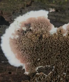 Serpula himantioides thumbnail 4