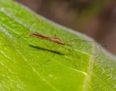 Jalysus spinosus thumbnail 2