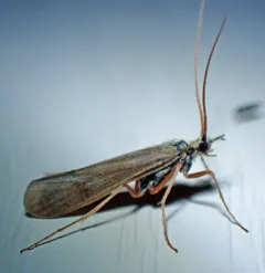 Yellow-horned Hood Caddisfly thumbnail 2