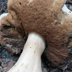 Barrow's Bolete thumbnail 3