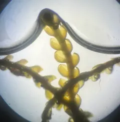 Comb Notchwort thumbnail 3