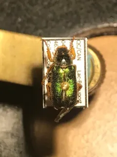 Dichelonyx canadensis thumbnail 2