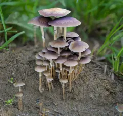 Psilocybe stuntzii thumbnail 1