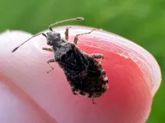 Aufeius impressicollis thumbnail 2