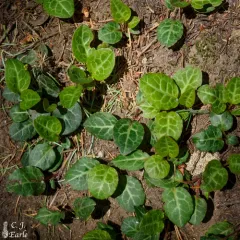 white-veined wintergreen thumbnail 2