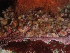 Compact worm snail thumbnail 3