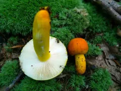 Russula flavida thumbnail 3