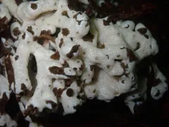 Pacific White Crust thumbnail 3