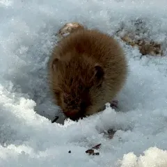 Southern Red-backed Vole thumbnail 4