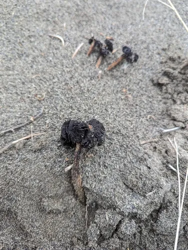 Desert Inkcap