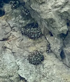 Bluff Lettuce thumbnail 2