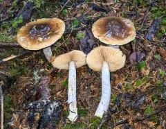 Cortinarius seidliae thumbnail 3
