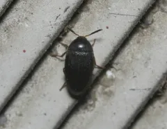 Eustrophopsis bicolor thumbnail 3