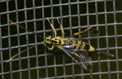 Lycorina glaucomata thumbnail 3