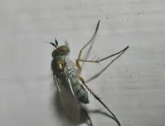 Dolichopus comatus thumbnail 4