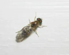 Sargus elegans thumbnail 4